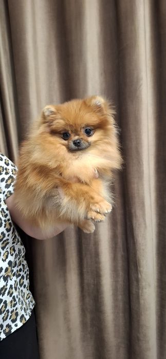 Fetita pomeranian cu pedigree fci