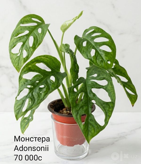 Комнатные цветы.