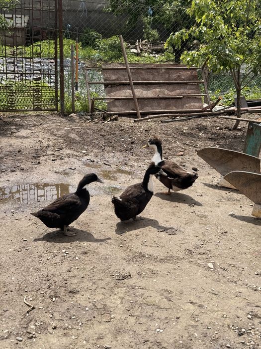 Vând familie de rațe