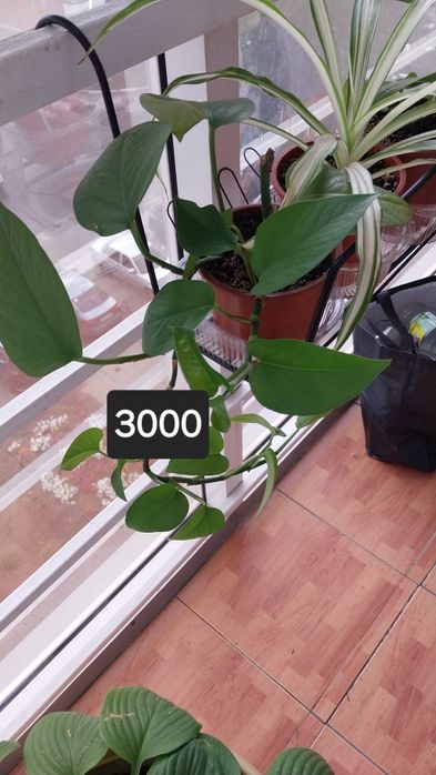 Продам комнатные  цветы..