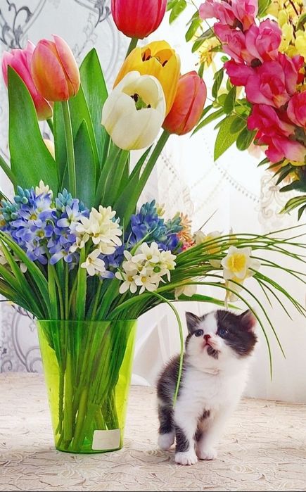 Mushukchalarimiz sotuvda