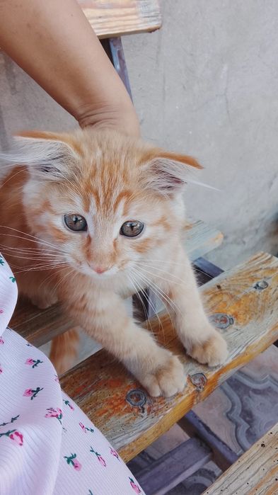 Вислоухий котёнок