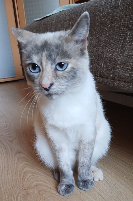 Стерилизованная кошка!