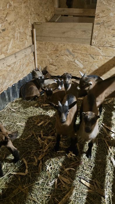 Capre Alpine Franceze cu iezi