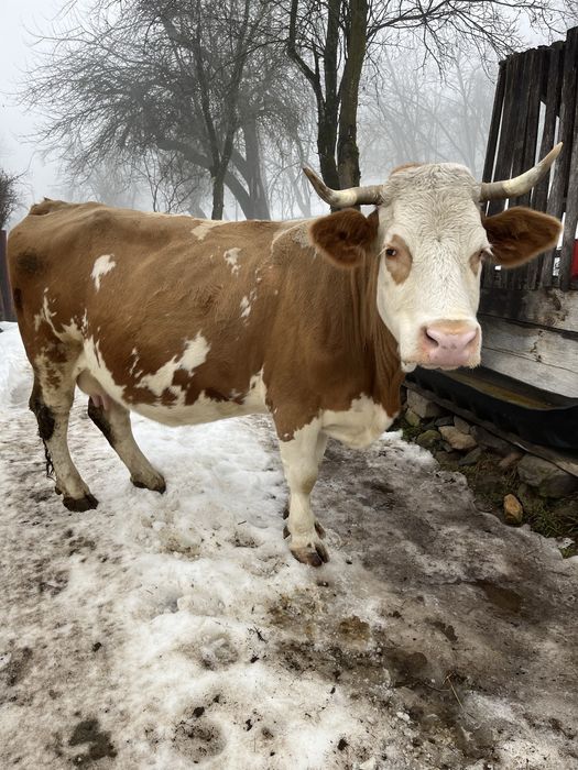 Vacă de vanzare gestantă