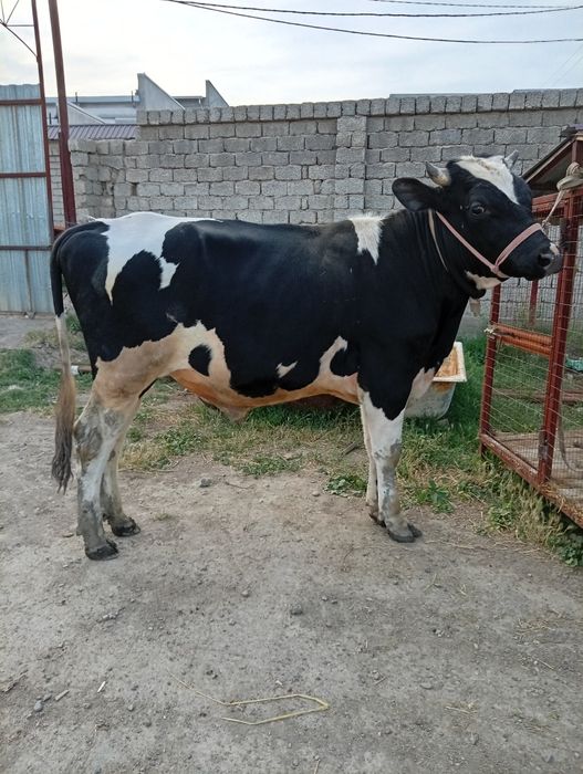 Buqa sotiladi qiziqala