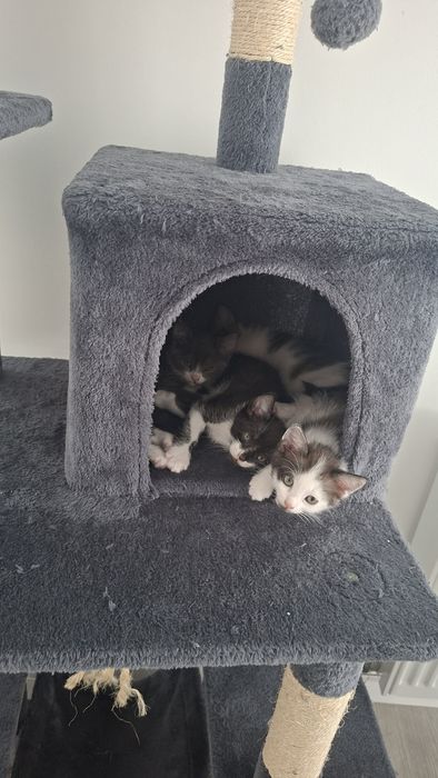 Donez pui de pisică – își caută o familie iubitoare