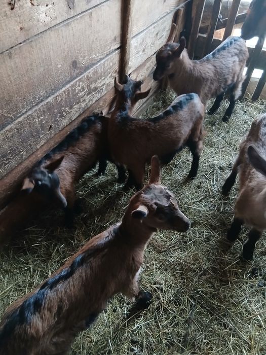 Vând sau schimb iezi