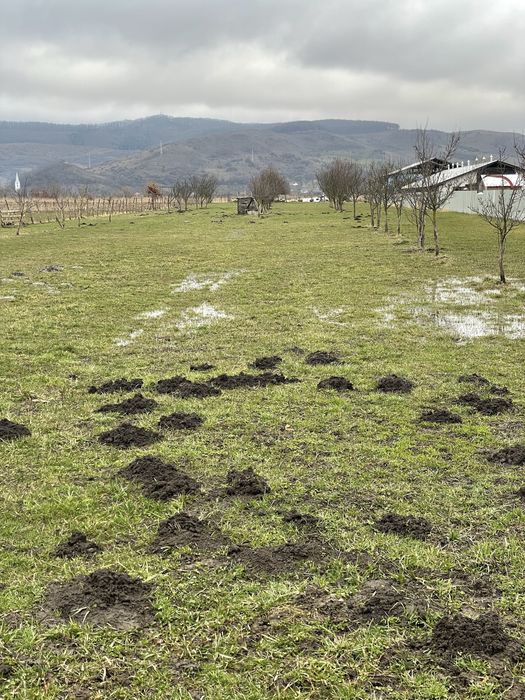 Teren Intravilan 56 Arii Brancovenesti