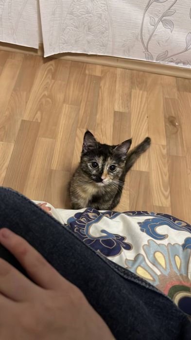 Кошка, стерилизованная
