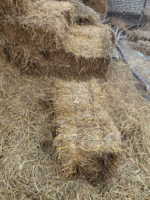 Somon pires qoqon mol qoylar uchun pris  ot òt mol ot