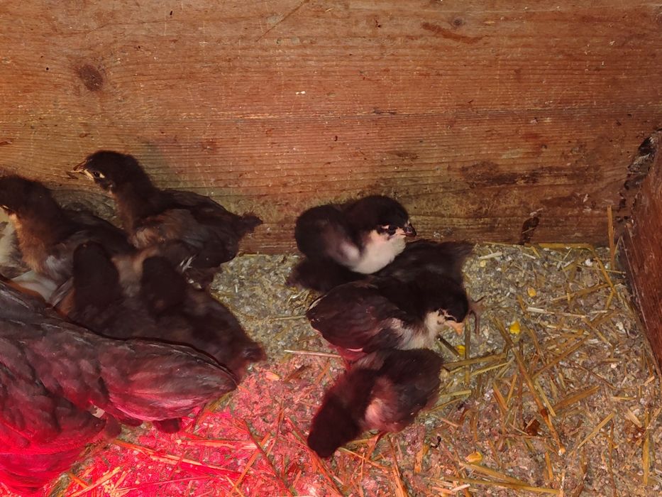 Pui australorp negru vaccinați conform varstei