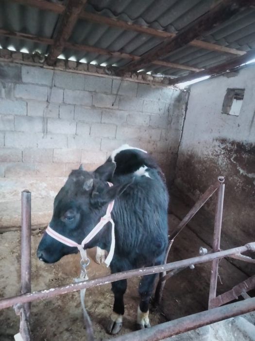 семіз.  бұқа  сатылады Чернавод