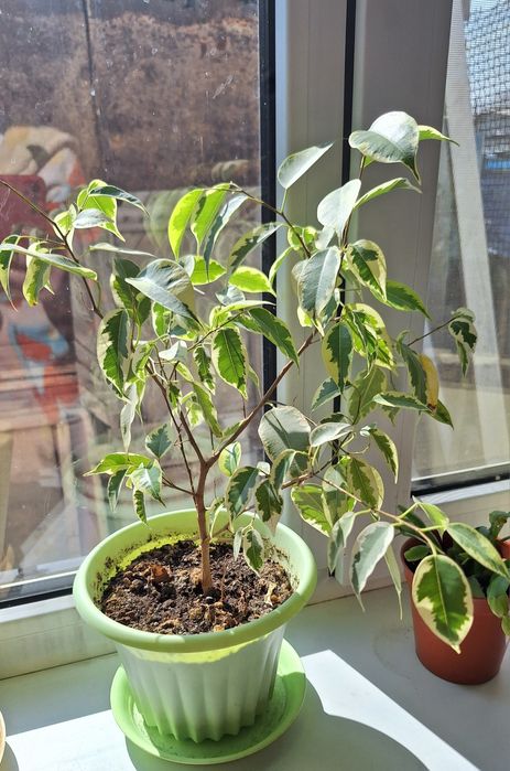 Продам комнатные цветы