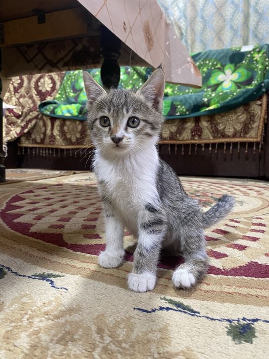 Отдам котят в хорошие руки