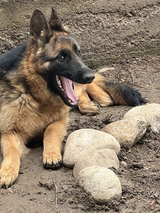 Проодам немецкую овчарку