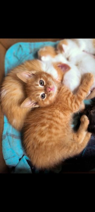 Котята заботливым хозяевам