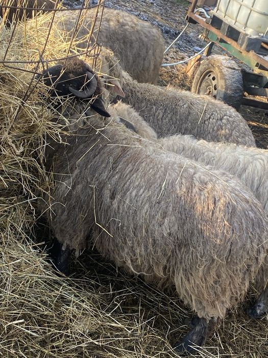 Berbeci rasa cu carne