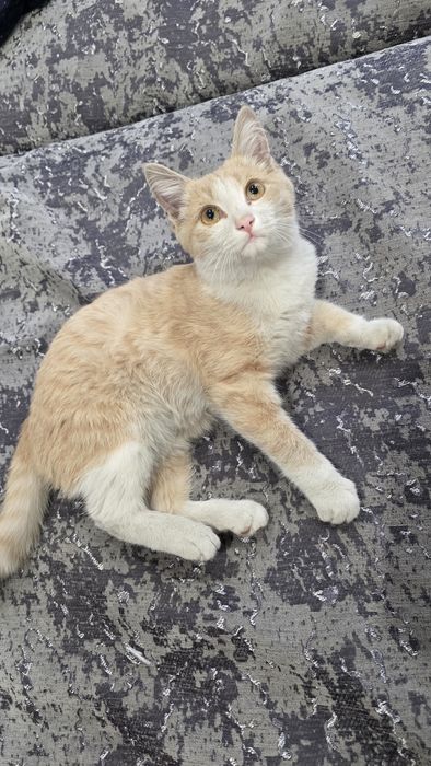 Котенок рыжий денежный игривый