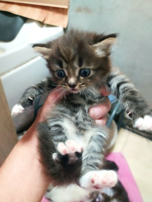 Котята "Тукседо*