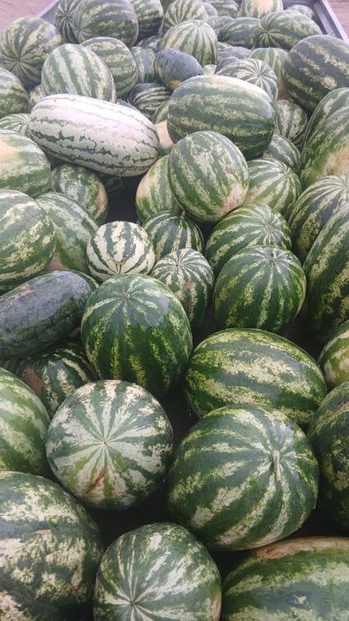Продам лебяжинские арбузы