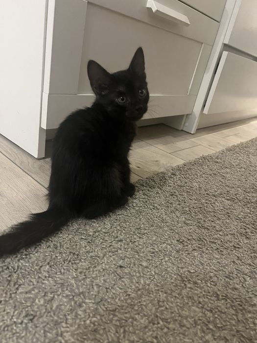 Котенок домашний отдам