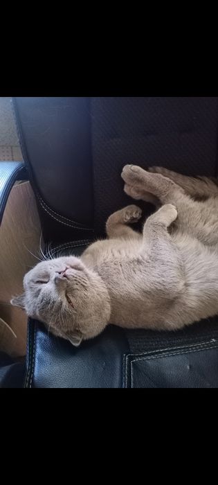 Пропал кот. В новодолинке.