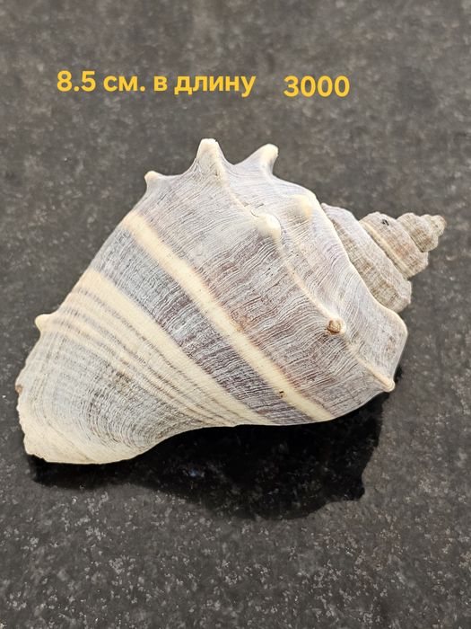 Кораллы , ракушки