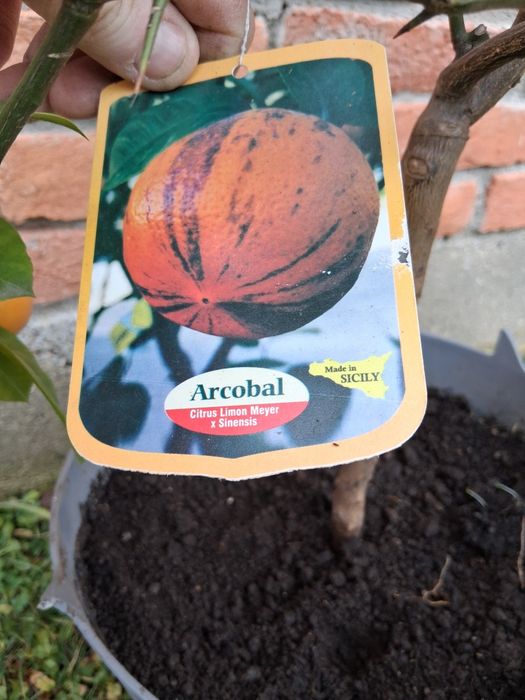 Portocal rosu de Sicilia