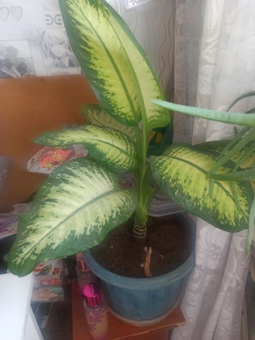 Продам диффенбахию