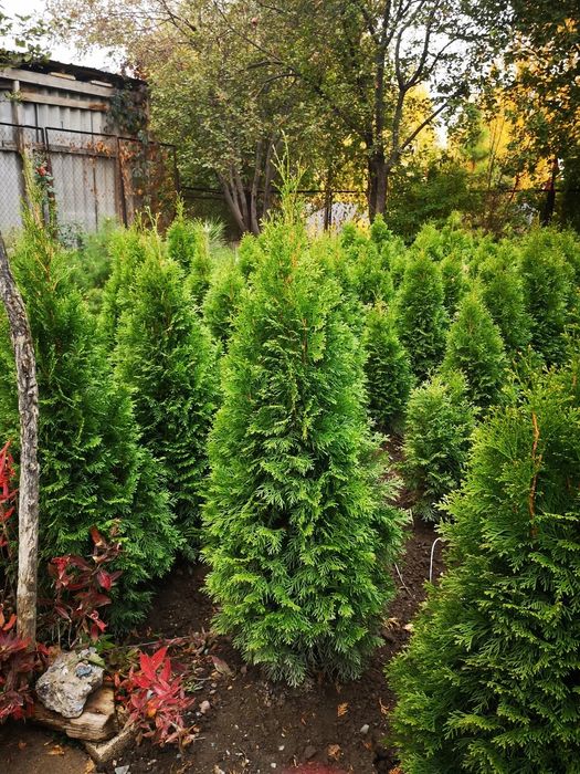 Продам Туи Смарагды