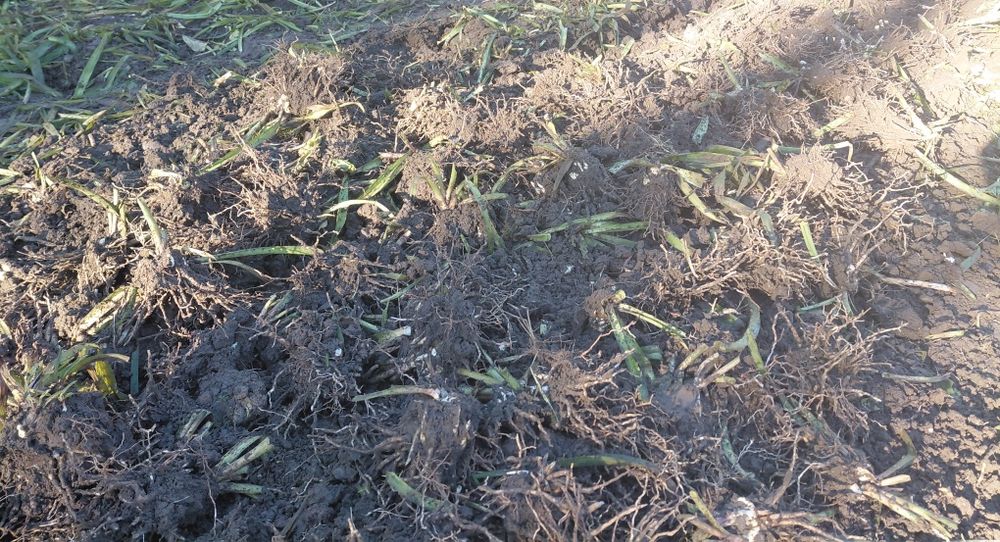 Vind bulbi de tuberoze cu puiuti albi roz in cantitate mare !