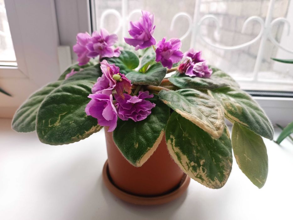 Фиалка цветущая сиреневый