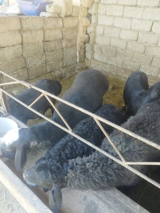 Qurbon xayitga soyiladigan qoylar bor