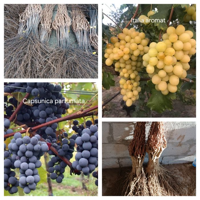 Butasi vita de vie anul 3