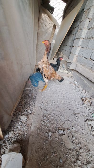 Yosh makionla sotiladi