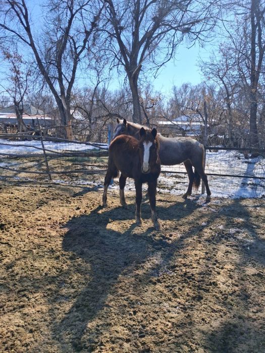 Еркек тайлар . Семиз жаксы
