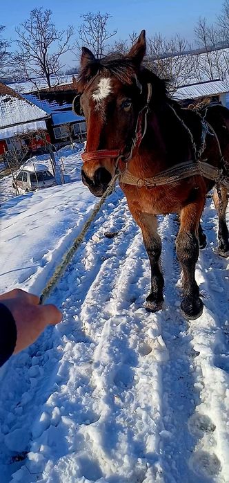 De vânzare mânz are 8 luni