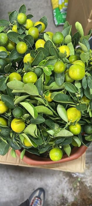 Продам мандаринов дерево