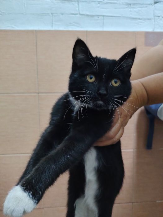 Котенок девочка ищет дом