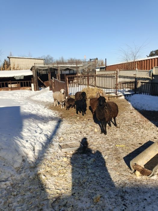 Овцы матки  хорошие