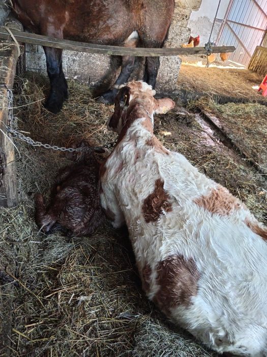 Vând vacă batată romaneasca