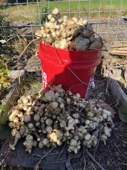 +4 Kg Rizomi  Napi ( Soi Toscana ) Italia