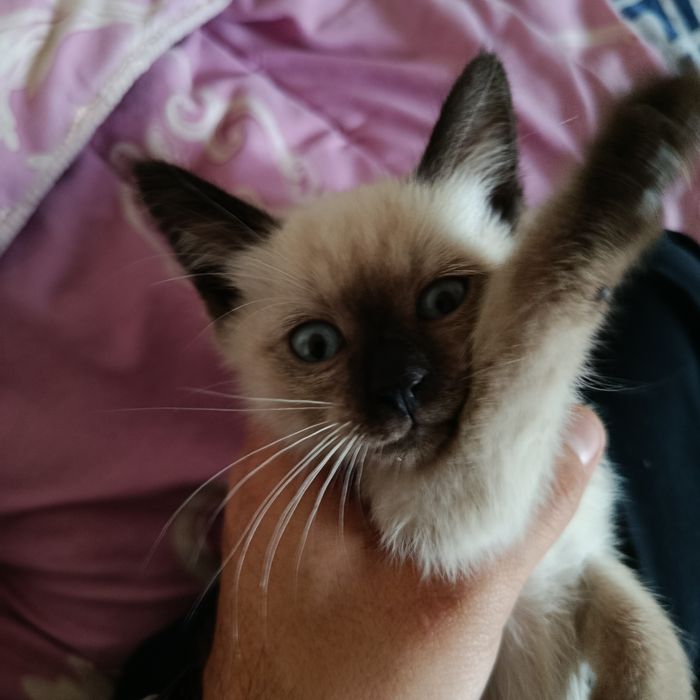 Сиамский котенок