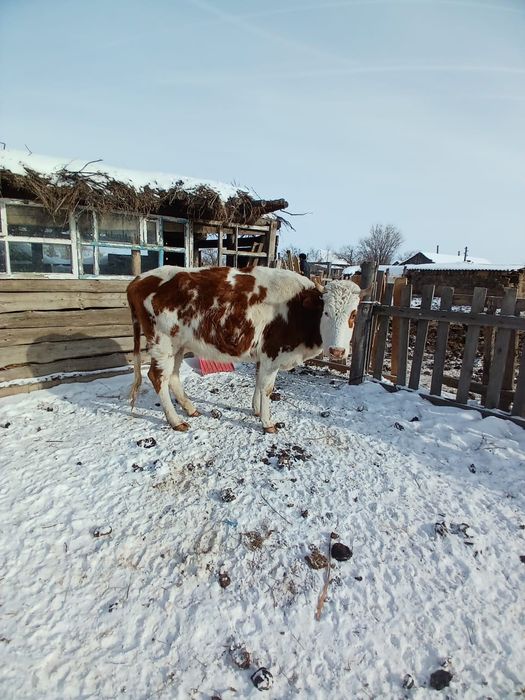 Продам КРС крупно рогатый скот 550 000