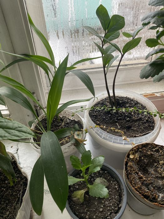 Продам Комнатные растения