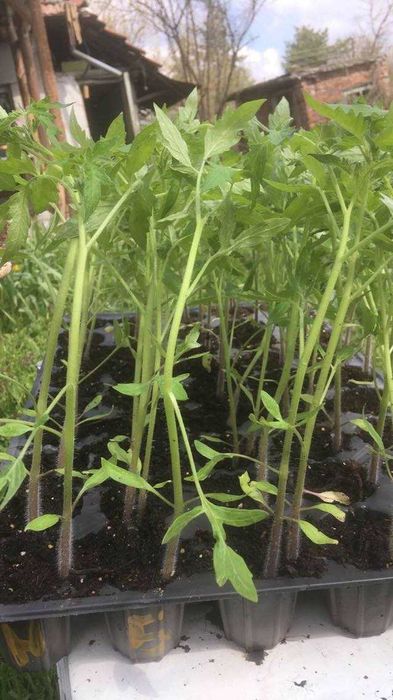 Разсад ягоди, салата, зеле - в тарели