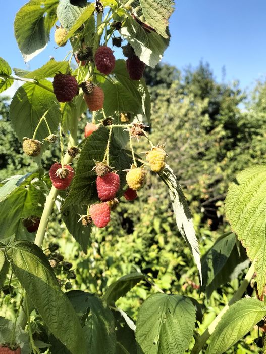 Zmeura, proaspăt culeasă,naturala