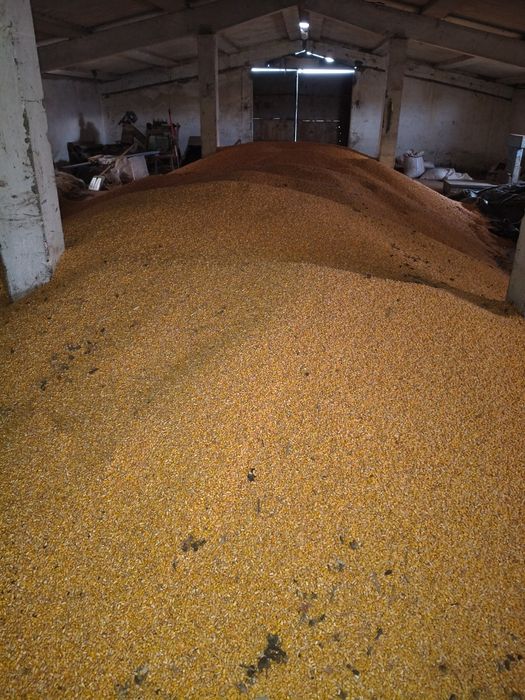 Floarea soarelui și porumb  2025