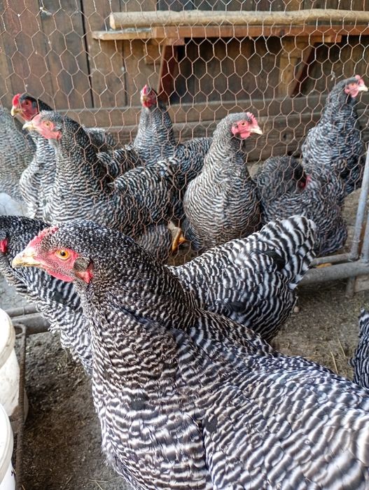 Vând oua rasa plymouth